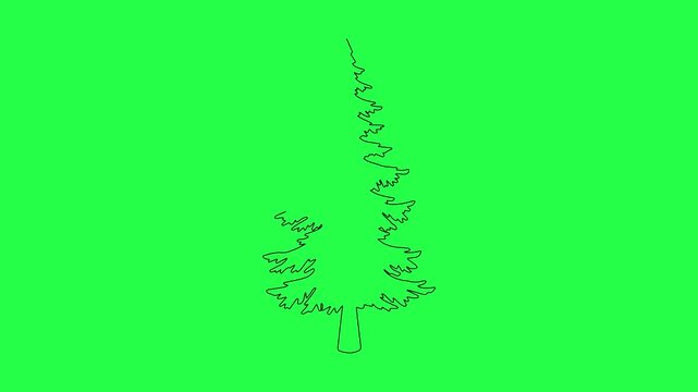 Minimalist continuous line art drawing of pine tree growing vertically on green screen back.