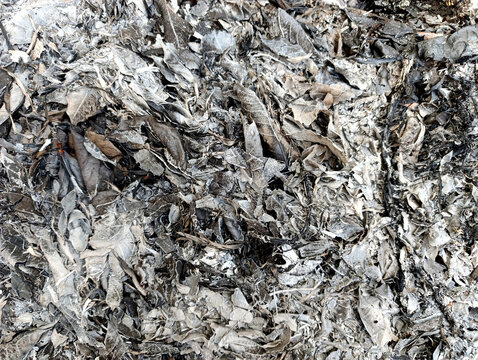 Close-up of burnt dry leaves and gray ash &mdash; charred foliage texture and natural decomposition background