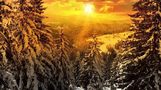 Drone footage of the forest in winter time at sunset, landscape snow covered trees nature - beautiful Europe aerial pine forest mountain, season travel white frozen nature idyllic
