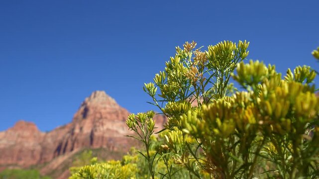 Sharp yellow rabbitbrush flowers swaying in breeze with blurred The Watchman mountain background in Zion National Park.