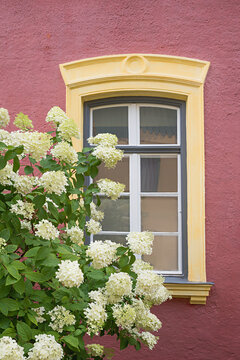 White muntin window with yellow frame, dusty pink house wall, blooming panicle hydrangea.