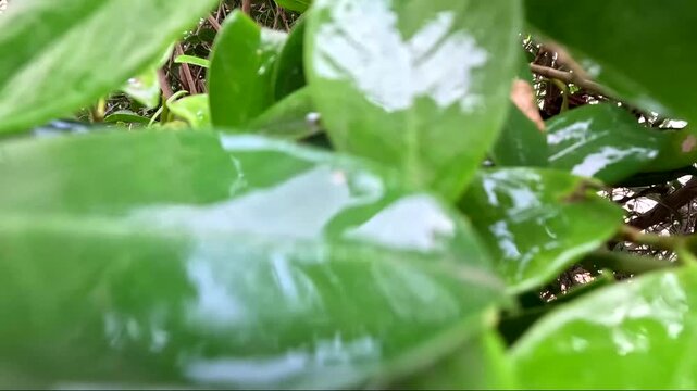 Camera rolling back in green leaves