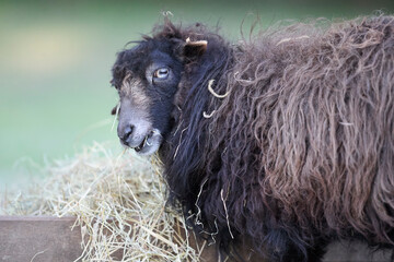 A shaggy ouessant sheep with striking blue eyes chews hay from a feeder, gazing curiously at the viewer against a soft green background. © erwin