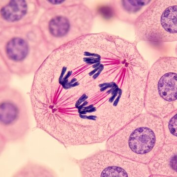Stained Histology Slide Light Micrograph Displaying Coregonus Blastula Cell Division in Cytology Science