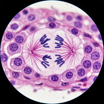 High Magnification Light Micrograph Showing Mitotic Spindle and Chromosome Separation in Oncology Research