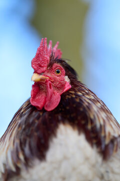 Close-up of a rooster with a vibrant red comb and wattles, showcasing its colorful feathers against a soft blue background. A handsome farm animal looking directly at the camera.