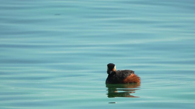 Small eared grebe rotates on bright teal ocean waves while scanning surrounding territory for potential prey. Long distance static wide shot.