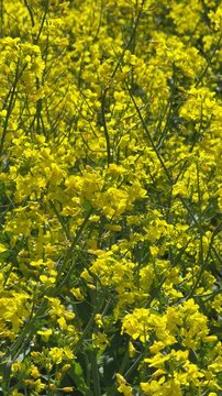 Rapeseed Brassica napus Canola Rape Oilseed rape Colza Coleseed Rapeseed oil seed, vertical video.