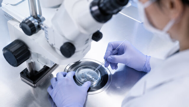 IVF embryologist studies egg sperm in laboratory for reproductive medicine conception testing fertilization, microscopes