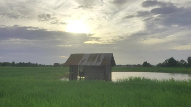 Rustic Farm Shack in Rice Paddy Field at Sunrise