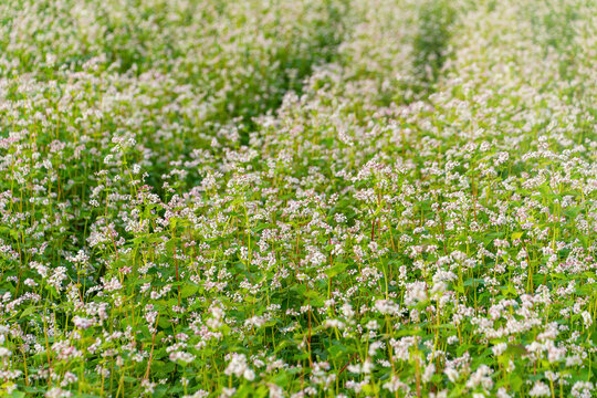 A field of white-flowering buckwheat blooming densely in daylight