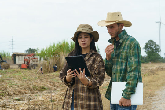 The sugarcane plantation owners are analyzing and discussing how to harvest the sugarcane in their fields.