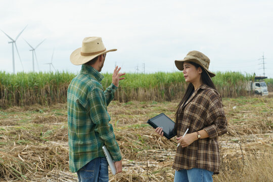 The sugarcane plantation owners are analyzing and discussing how to harvest the sugarcane in their fields.