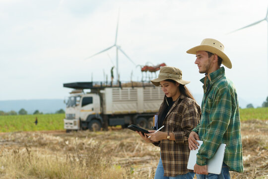 The sugarcane plantation owners are analyzing and discussing how to harvest the sugarcane in their fields.