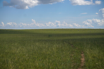 Obraz premium Wide open grassland under clear sky with gentle clouds