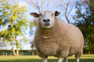 Naklejka premium Content sheep with closed eyes enjoying a sunny day in a lush green pasture. A tranquil scene of rural life and nature.