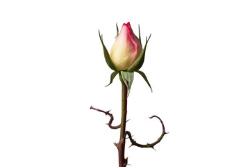 Fototapeta premium Delicate pink rosebud on slender stem