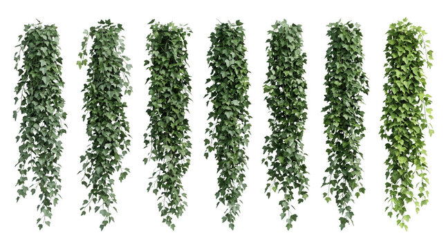S&eacute;rie de sept plantes grimpantes de lierre vert suspendues, isol&eacute;es sur fond blanc, id&eacute;ales pour la d&eacute;coration et l'architecture.