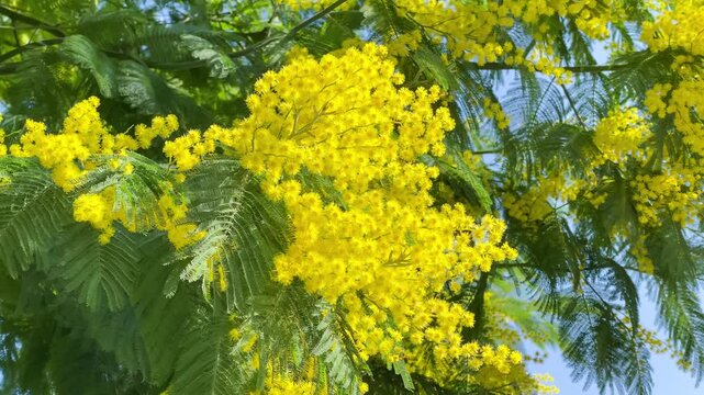 Mimosa tree blooms in bright yellow flowers under clear blue sky