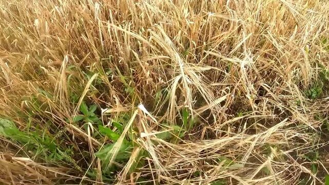 The parachutist makes a hard landing in a field. The camera captures the moment of impact with the ground and the fall among the wheat.

