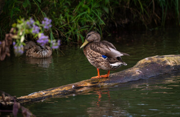Fototapeta premium Mallard ducks on the pond in Forest park St Louis, Mo