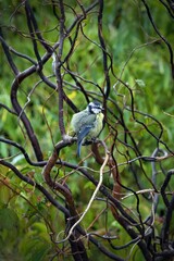 closeup of a blue tit © Horst Krischke