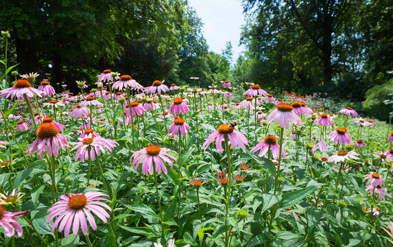 Flowerbed with pink coneflower perennials in the Bad Aibling spa park. echinacea purpurea healing plant