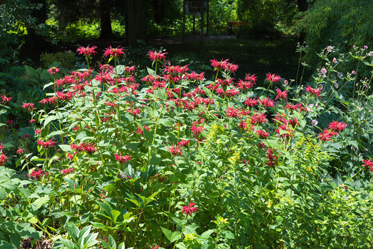 Flowerbed with red-flowering bee balm perennials in the Bad Aibling spa park.