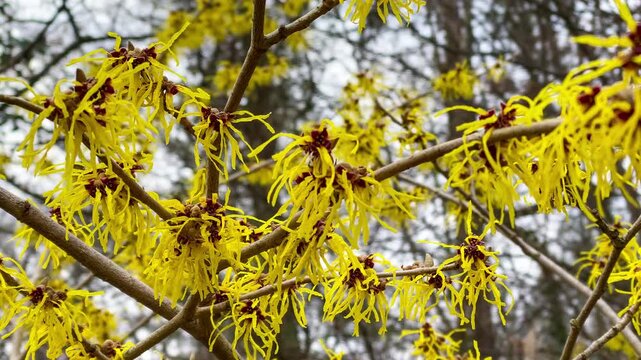 Blooming yellow witch hazel branches in early spring garden . Bright yellow flowers bloom on branches in a garden during spring