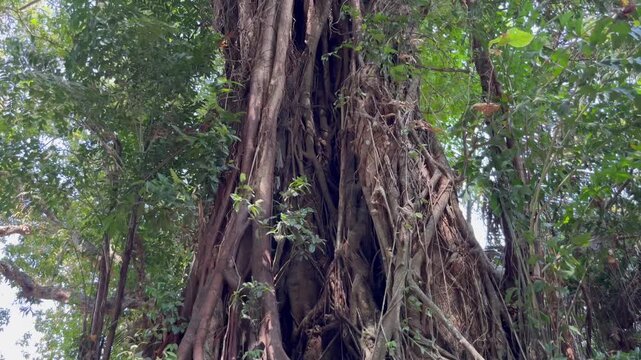 b Large Banyan Tree Trunk with Massive Hanging Roots in Dense Forest