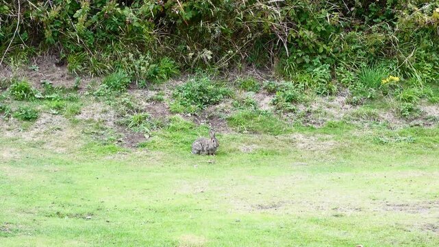 Wild rabbit eating grass on a field and then hopping towards the bushes