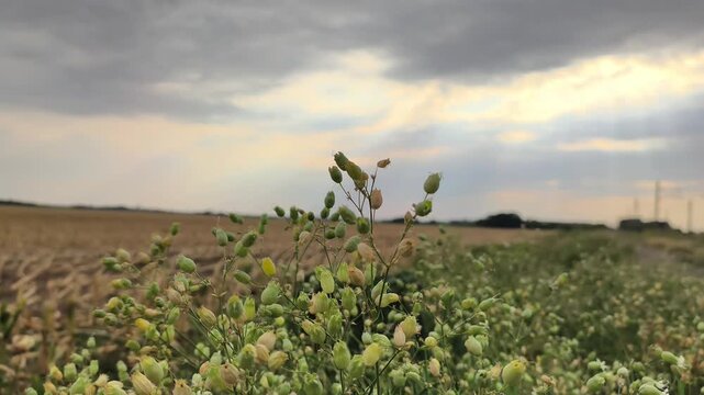Wild bladder campion flowers growing by a rural field during a golden sunset sky background