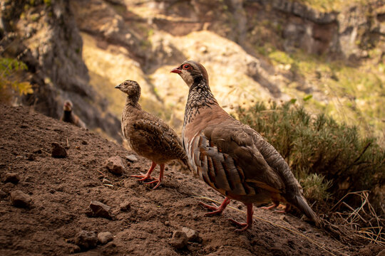 Two partridges standing on a rocky mountain slope in warm golden light, surrounded by natural vegetation and volcanic landscape. Wildlife and nature photography Madeira. Selective focus.