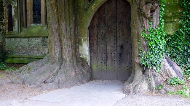 Rear view of long hair woman walking to medieval door between two yew trees.