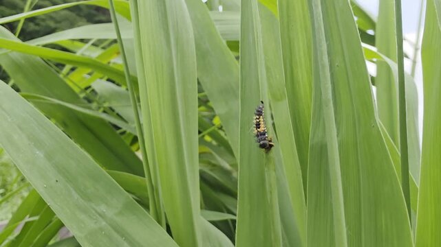 Ladybug larva preparing to pupate on a green leaf