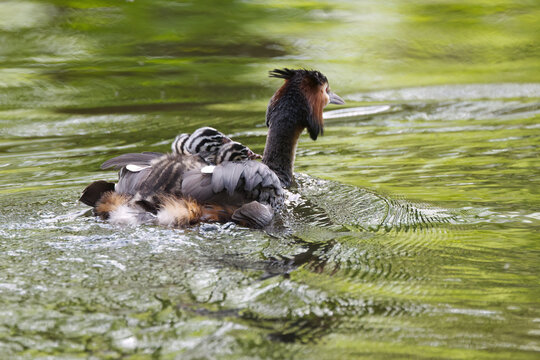 A great crested grebe with its chicks on its back, a great crested grebe swimming away with chicks in its plumage, surrounded by a shimmering green lake; breeding season; great crested grebe