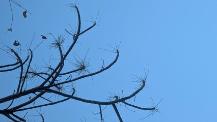 Obraz premium Dry Leafless Tree Branches Silhouette Against Clear Blue Sky