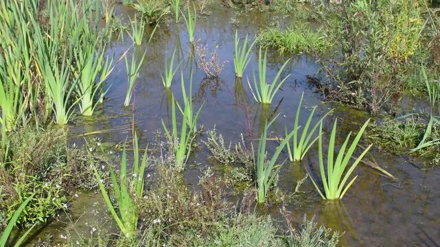 Yellow flag iris, Narrowleaf cattails and Hard rushs planted at the water's edge to restore the banks of a pond. JIris pseudacorus, Typha angustifolia, Juncus inflexus, r&eacute;gion Centre, France, Europe
