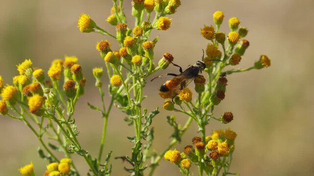 Great golden digger wasp (Sphex ichneumoneus) collect nectar from yellow flowers