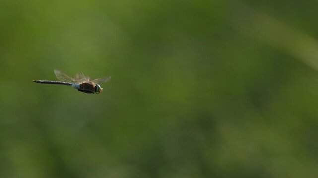 Slow motion side view of dragonfly hovering in place, blurry green background