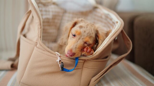 Cute dachshund puppy looking out from a cozy pet carrier, ready for safe and comfortable travel.