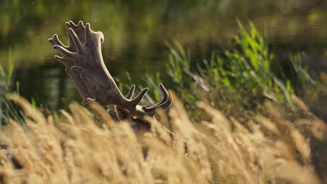 Massive set of antlers on male fallow deer strolling along grassy meadow, slomo