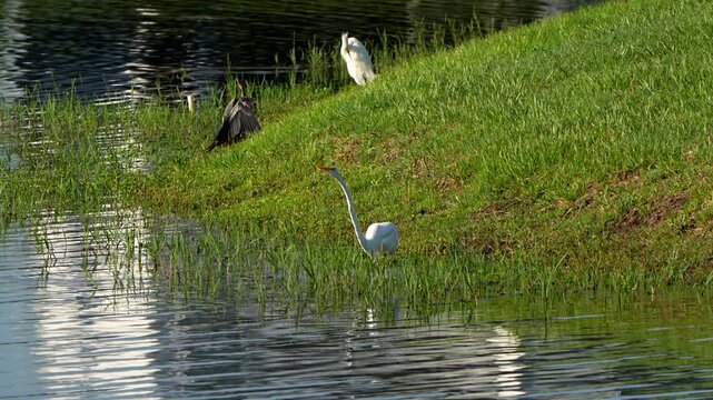 Great egret catches a fish with an anhinga and snowy egret in the background