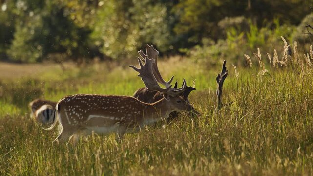 Pair of male fallow deer grazing in tall grassy field in warm sunset light