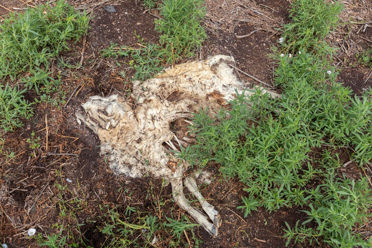 Dead goat carcass laying in dirt