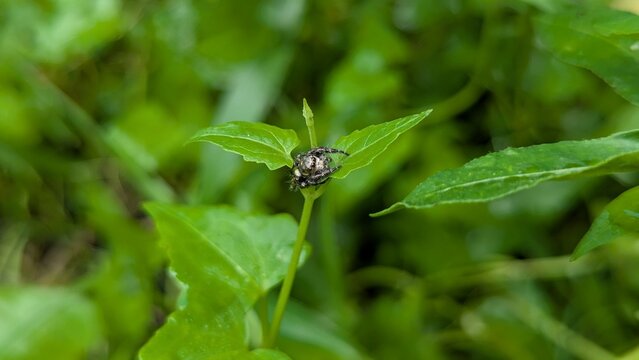 Jumping spider small black on a green leaf