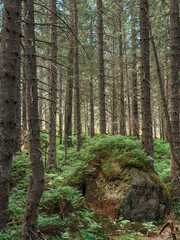 Moss covered boulder in dense coniferous spruce forest © Katsiaryna