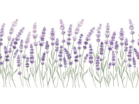 Bordure continue de lavande violette peinte &agrave; l'aquarelle sur fond blanc, id&eacute;ale pour le design, le packaging et les invitations.