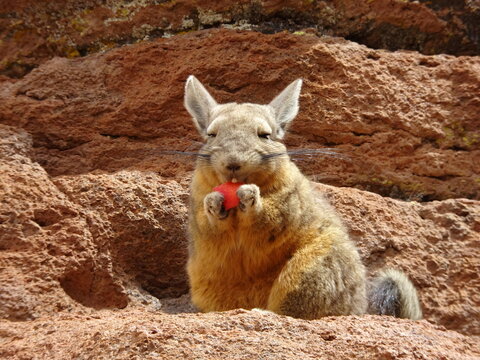 vizcacha feliz 