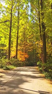 Peaceful Forest Road Surrounded by Colorful Autumn Trees